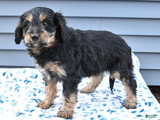 Mixed Breed dogs Angel - Ad 2