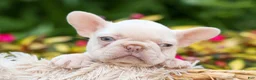 French Bulldog dogs for sale: Reba 💗 - Ad 12