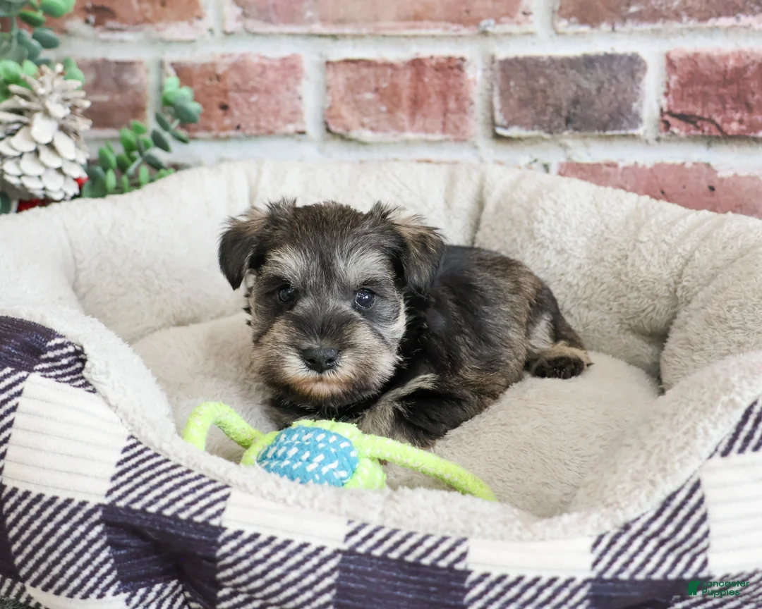 Miniature Schnauzer dogs for sale: Ripley  - Ad 2
