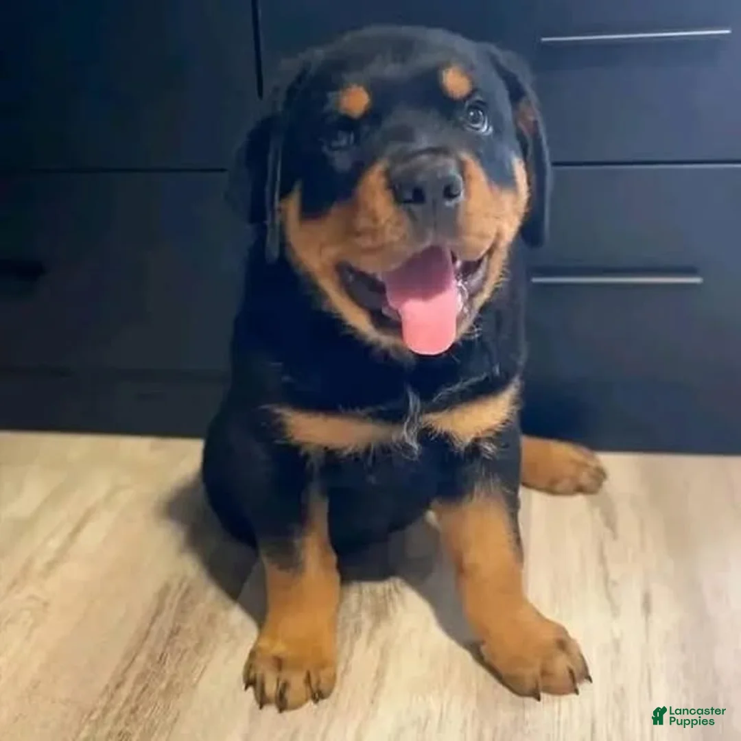 Rottweiler dogs for sale: Mimi - Ad 3