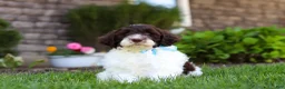 Portuguese Water Dog dogs for sale: Charlie - Ad 3