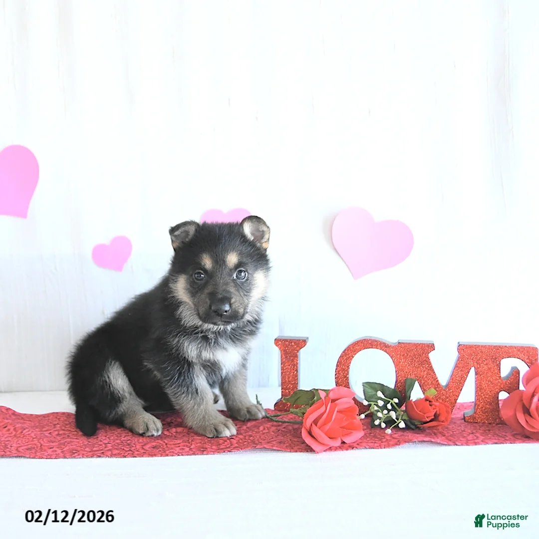 German Shepherd dogs for sale: Sugar - Ad 5