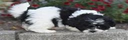 Teddy Bear dogs for sale: Arnellie - Ad 8
