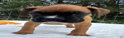Boxer dogs for sale: Art - Ad 8