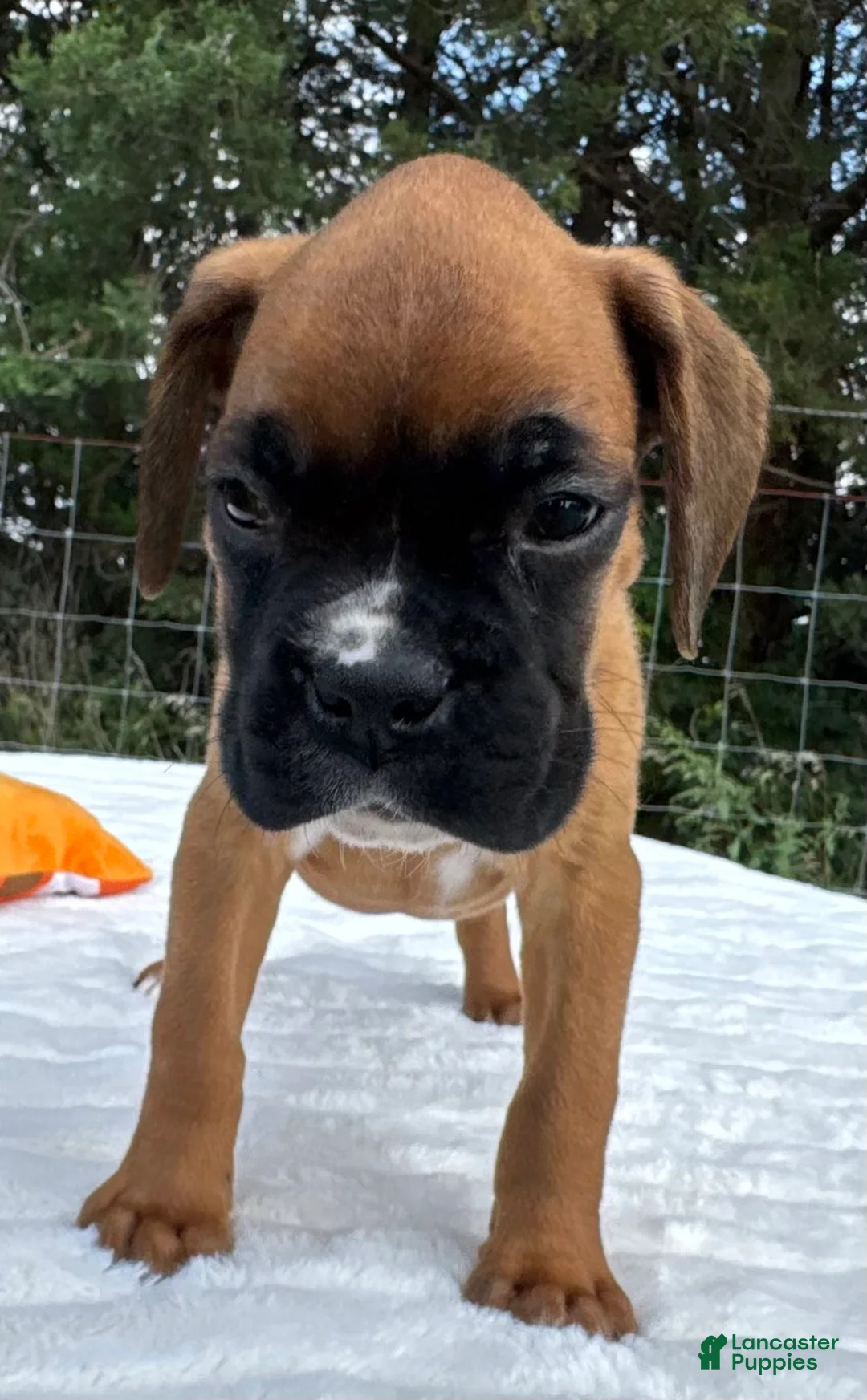Boxer dogs for sale: Art - Ad 8