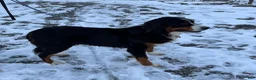 Bernese Mountain Dog dogs for sale: Chucky - Ad 6