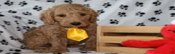 Mini Goldendoodle dogs for sale: Sweet Henry  - Ad 5