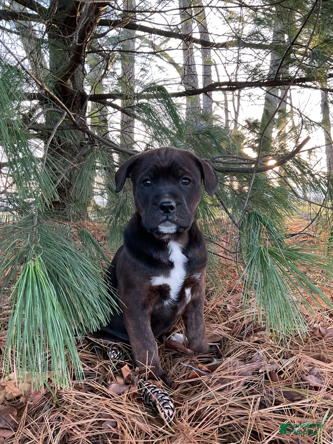 Mixed Breed dogs for sale: Nala - Ad 4