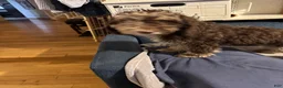 Bernedoodle dogs for sale: Athena - Ad 9