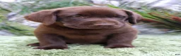 Labrador Retriever dogs for sale: Woody - Ad 5