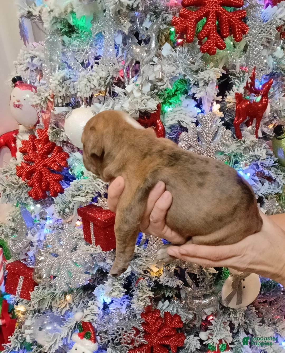 Olde English Bulldogge dogs for sale: Olde English Bulldogge Puppy 5 - Ad 5