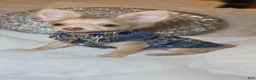 Chihuahua dogs for sale: JOSEPH - Ad 7