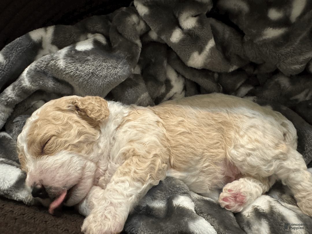 Mini Bernedoodle dogs for sale: Mini Bernedoodle Comet - Ad 2