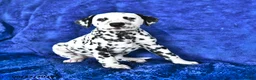 Dalmatian dogs for sale: Cookie - Ad 3