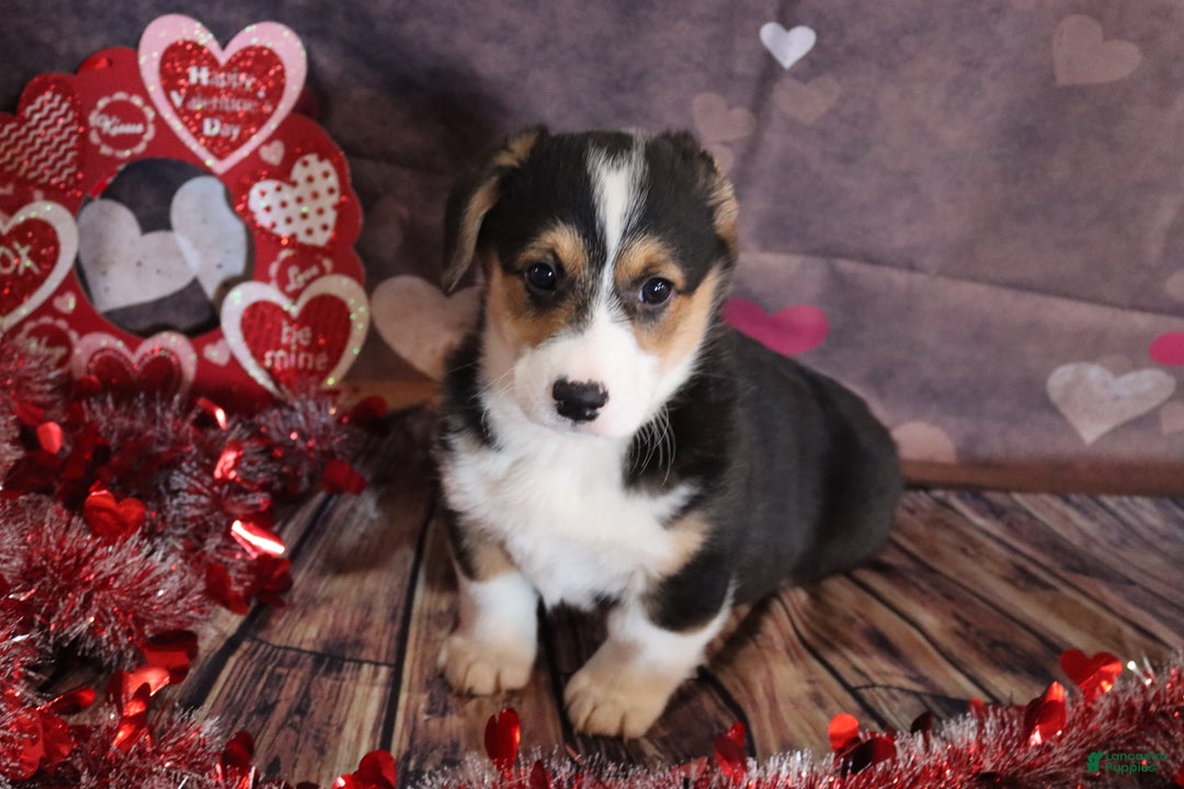 Welsh Corgi Pembroke dogs for sale: hayden - Ad 3