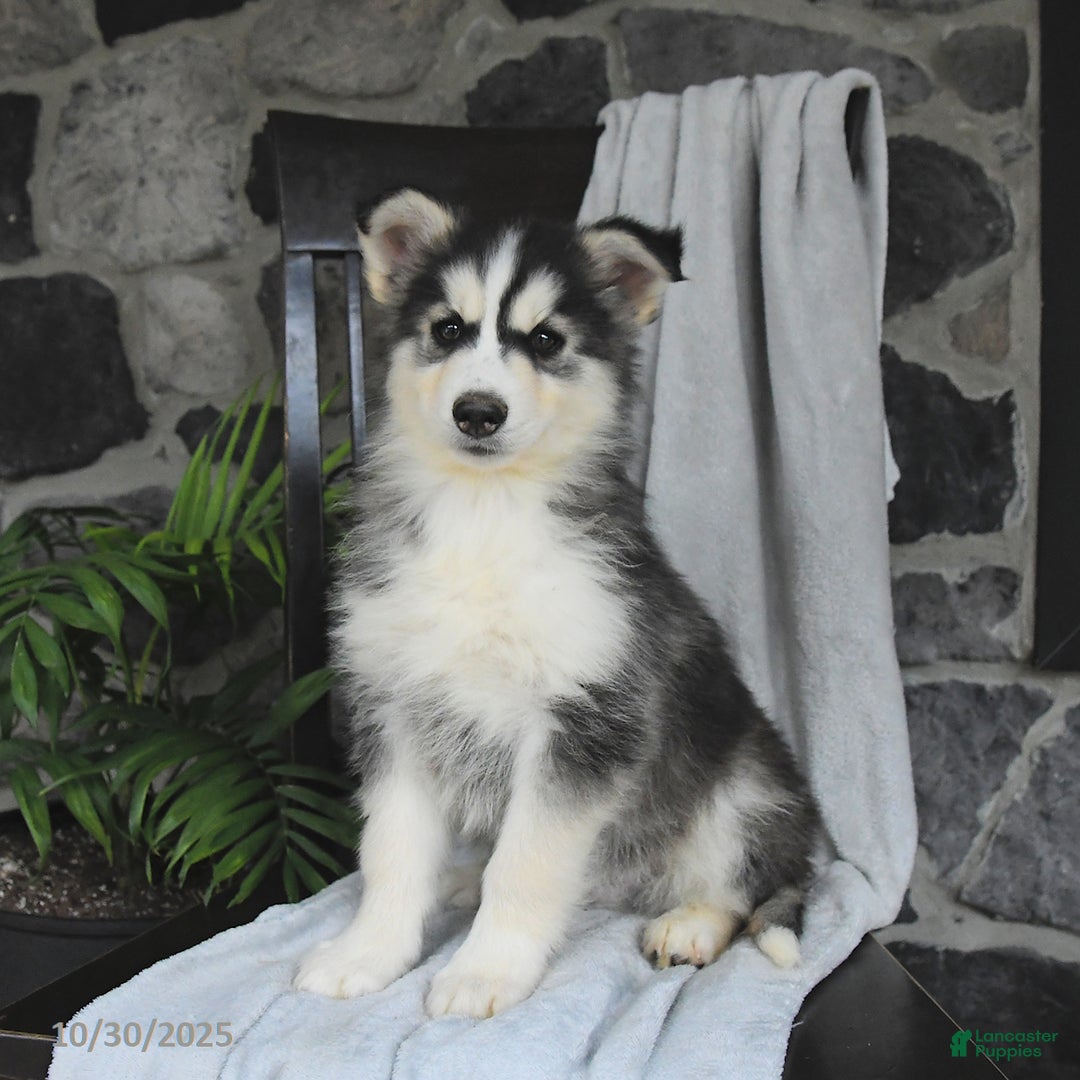 Pomsky dogs for sale: Trooper - Ad 1