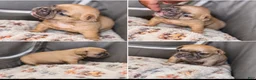 French Bulldog dogs for sale: Big boy - Ad 3
