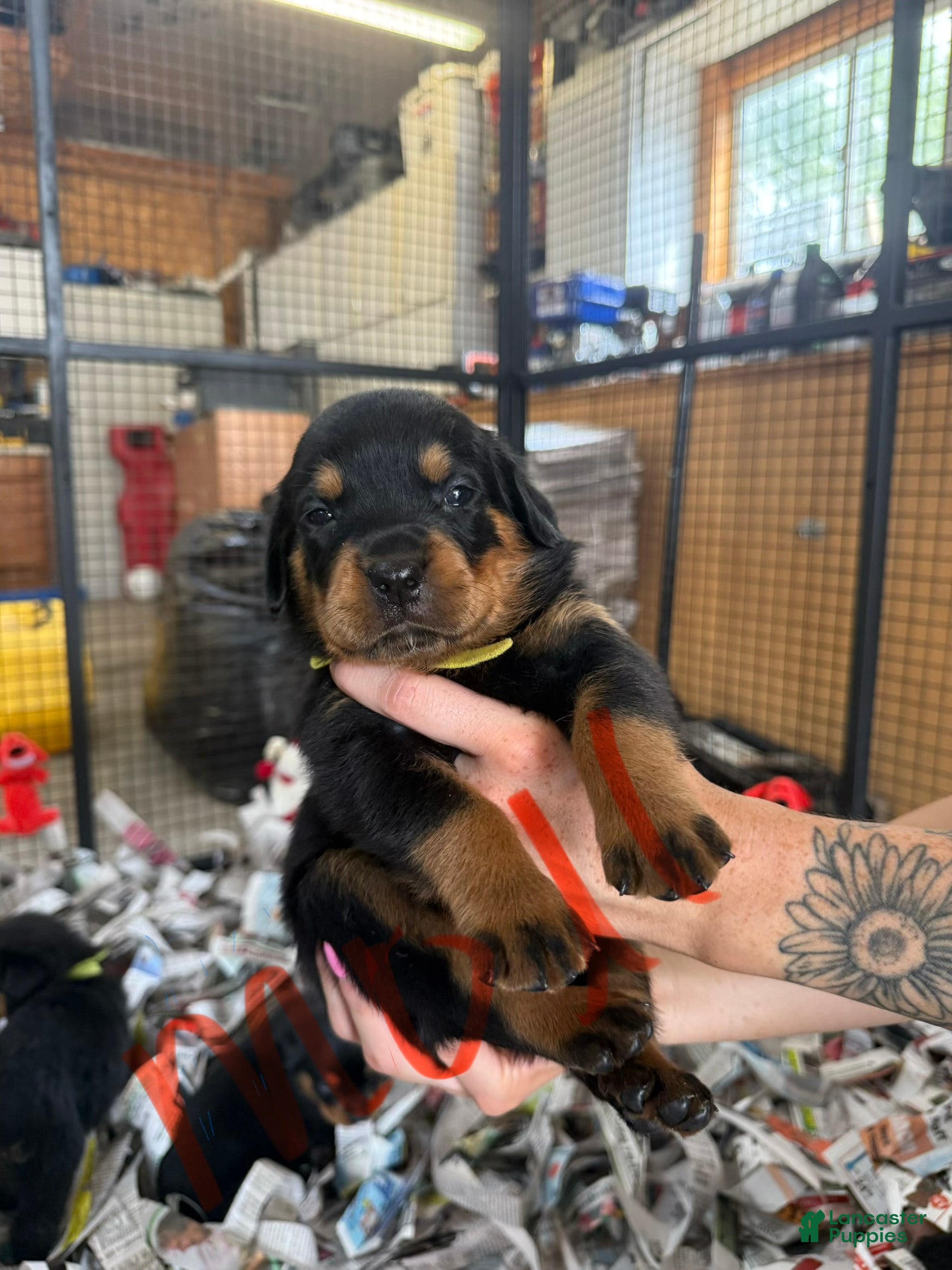 Rottweiler dogs Rottweiler 9 - Ad 9