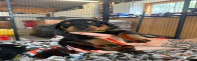 Rottweiler 9