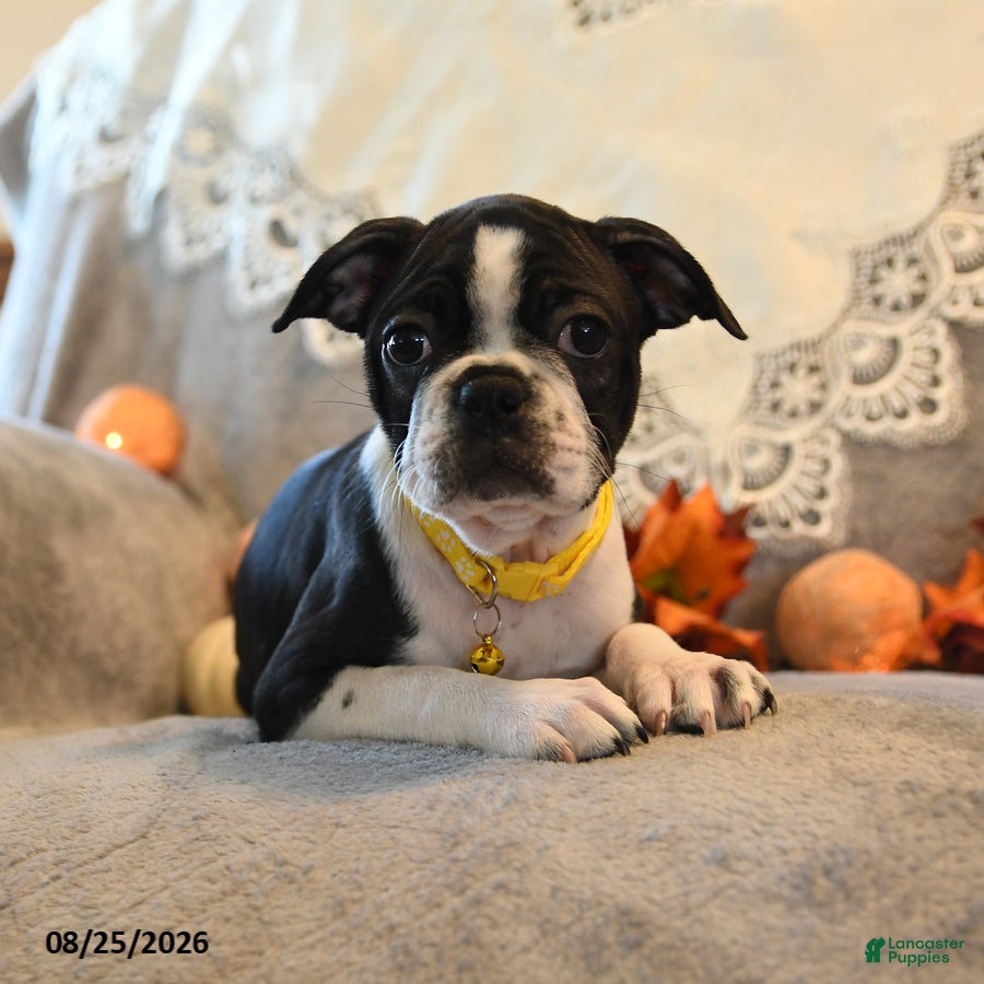 Boston Terrier dogs Tonya - Ad 2