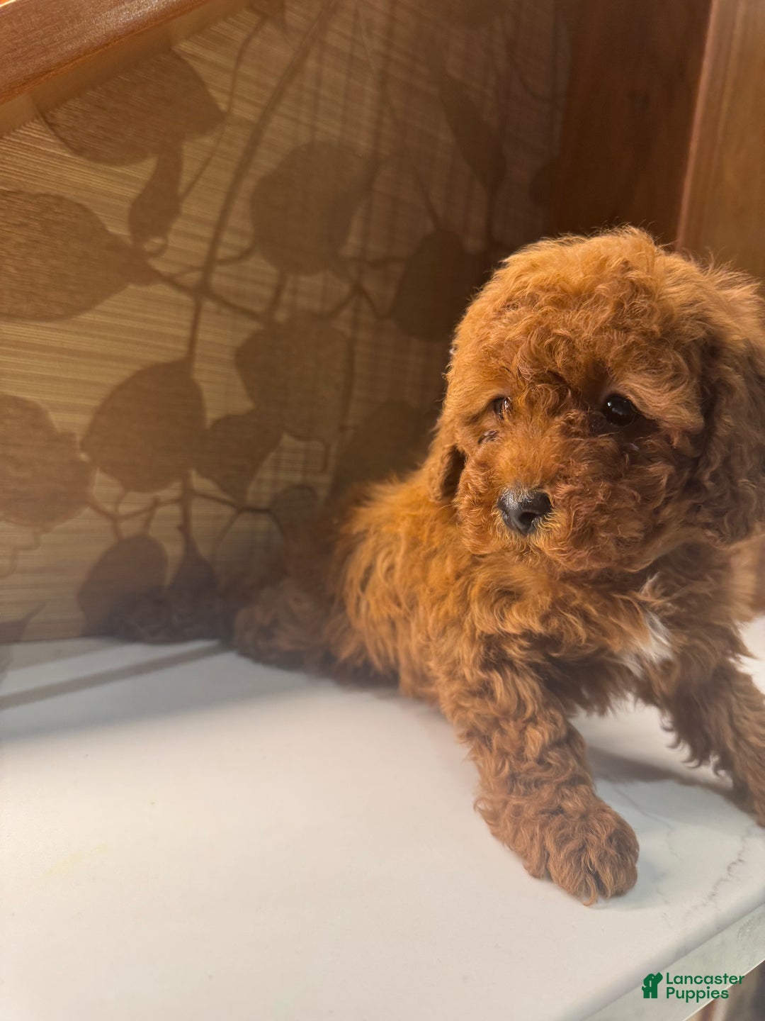 Toy Poodle dogs for sale: Grey - Ad 4