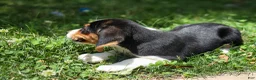 Beagle dogs for sale: 💕Millie Mae 🐶 - Ad 10