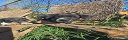 Mixed Breed dogs for sale: Mixed Breed Puppy 3 - Ad 5