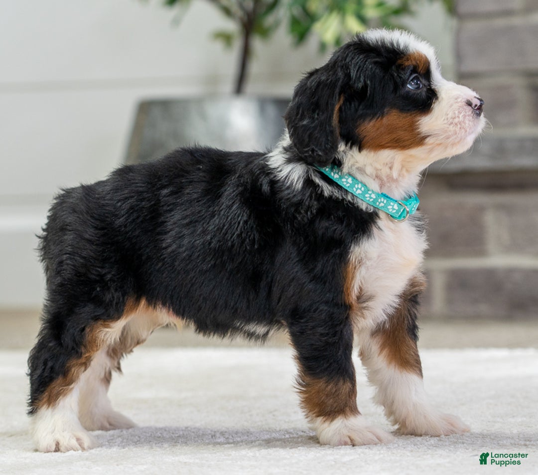 Mini Bernedoodle dogs for sale: Plato - Ad 2