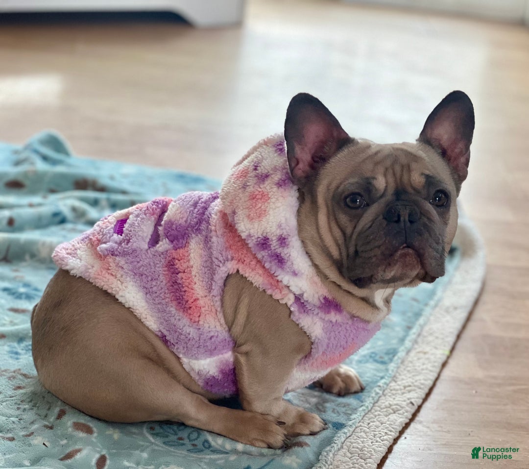 French Bulldog dogs for sale: French Bulldog - Ad 2