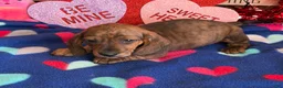 Miniature Dachshund dogs for sale: Stripes - Ad 3