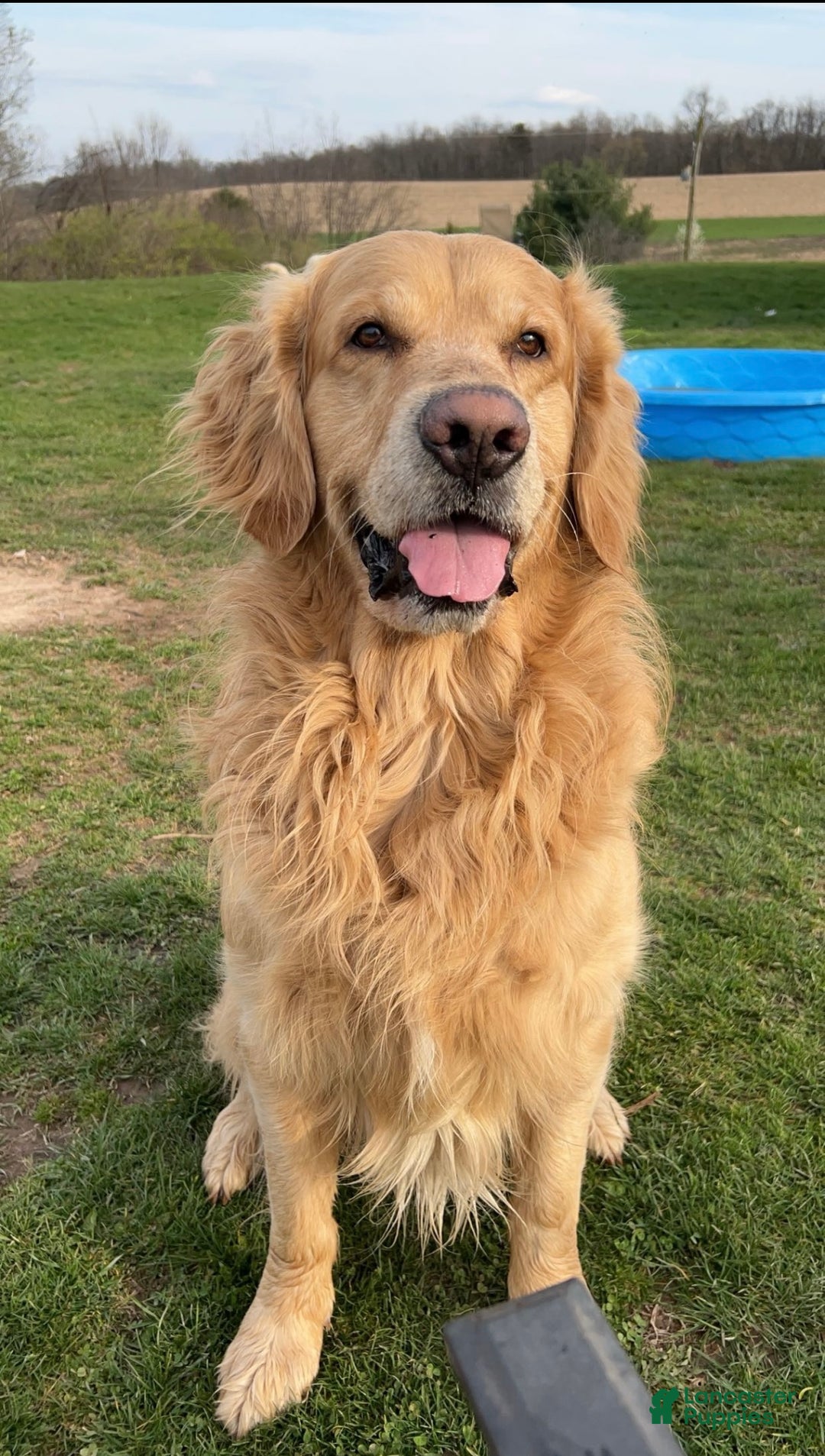 Golden Retriever dogs for stud: Stud dog ace  - Ad 3