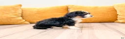 Mini Bernedoodle dogs for sale: Savannah - Ad 3