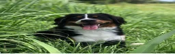 Bernese Mountain Dog dogs for sale: Bernese Mountain Dog 1 - Ad 4
