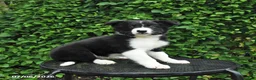Border Collie dogs for sale: Jasper - Ad 2