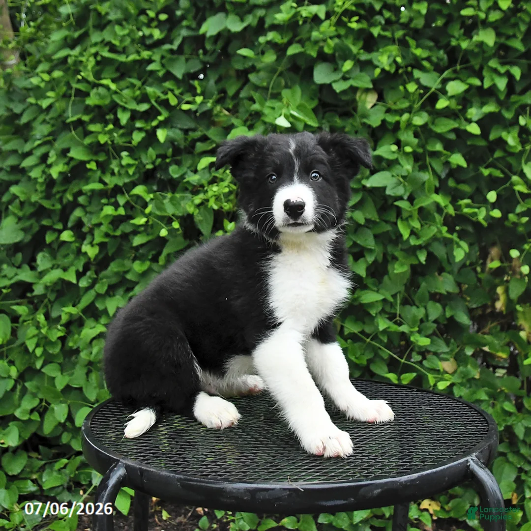 Border Collie dogs for sale: Jasper - Ad 2