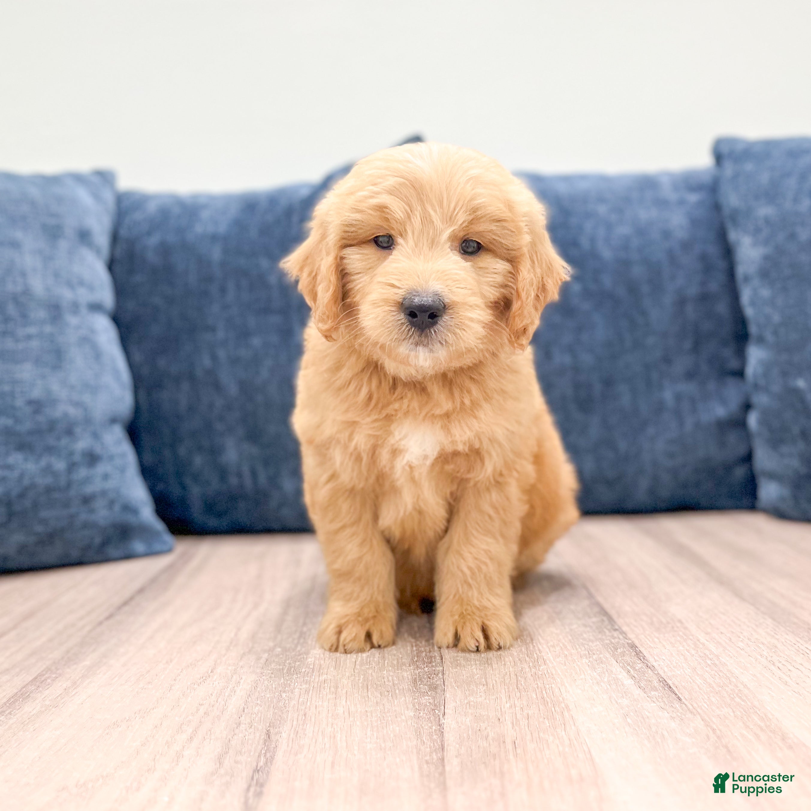 Mini Goldendoodle dogs Lawson - Ad 1