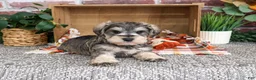 Miniature Schnauzer dogs for sale: Washington - Ad 4