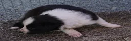 Border Collie dogs for sale: RORY - Ad 8