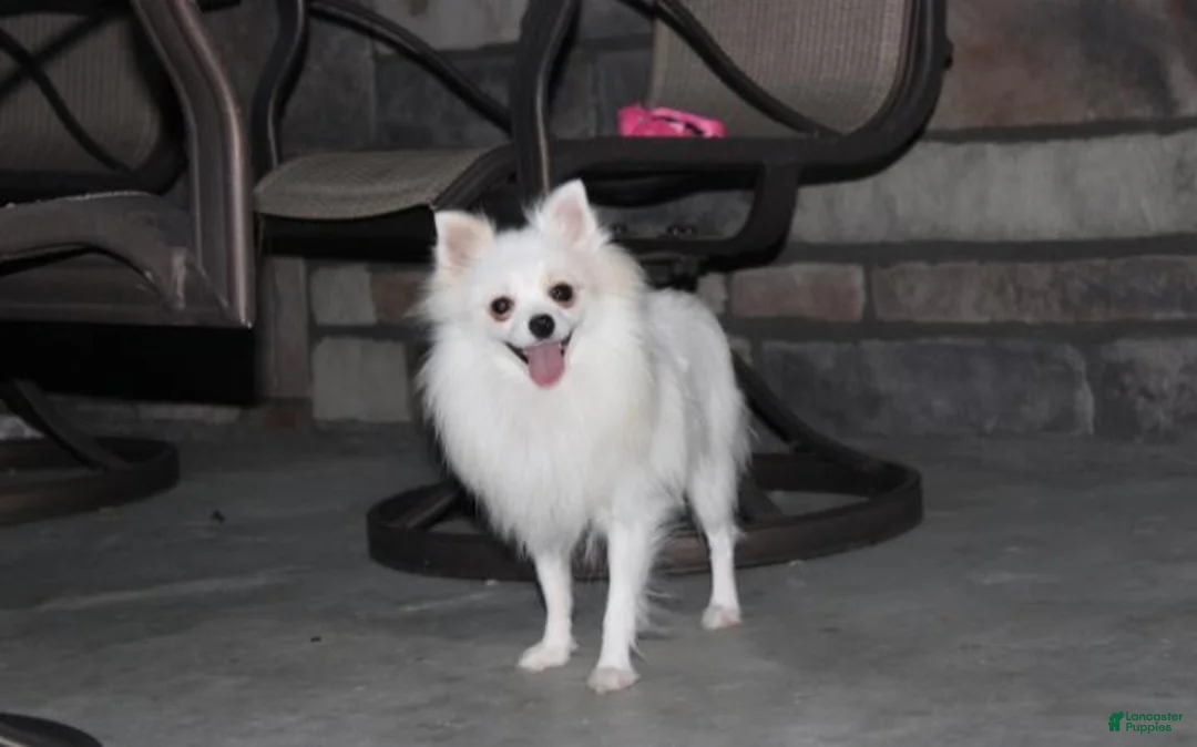 Pomeranian dogs for sale: Casper - Ad 9