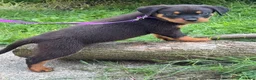 Rottweiler dogs for sale:  DD  - Ad 5