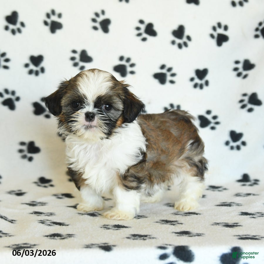 Shih Tzu dogs for sale: Twinkie - Ad 2