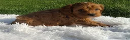 Cavapoo dogs for sale: Ocean - Ad 2
