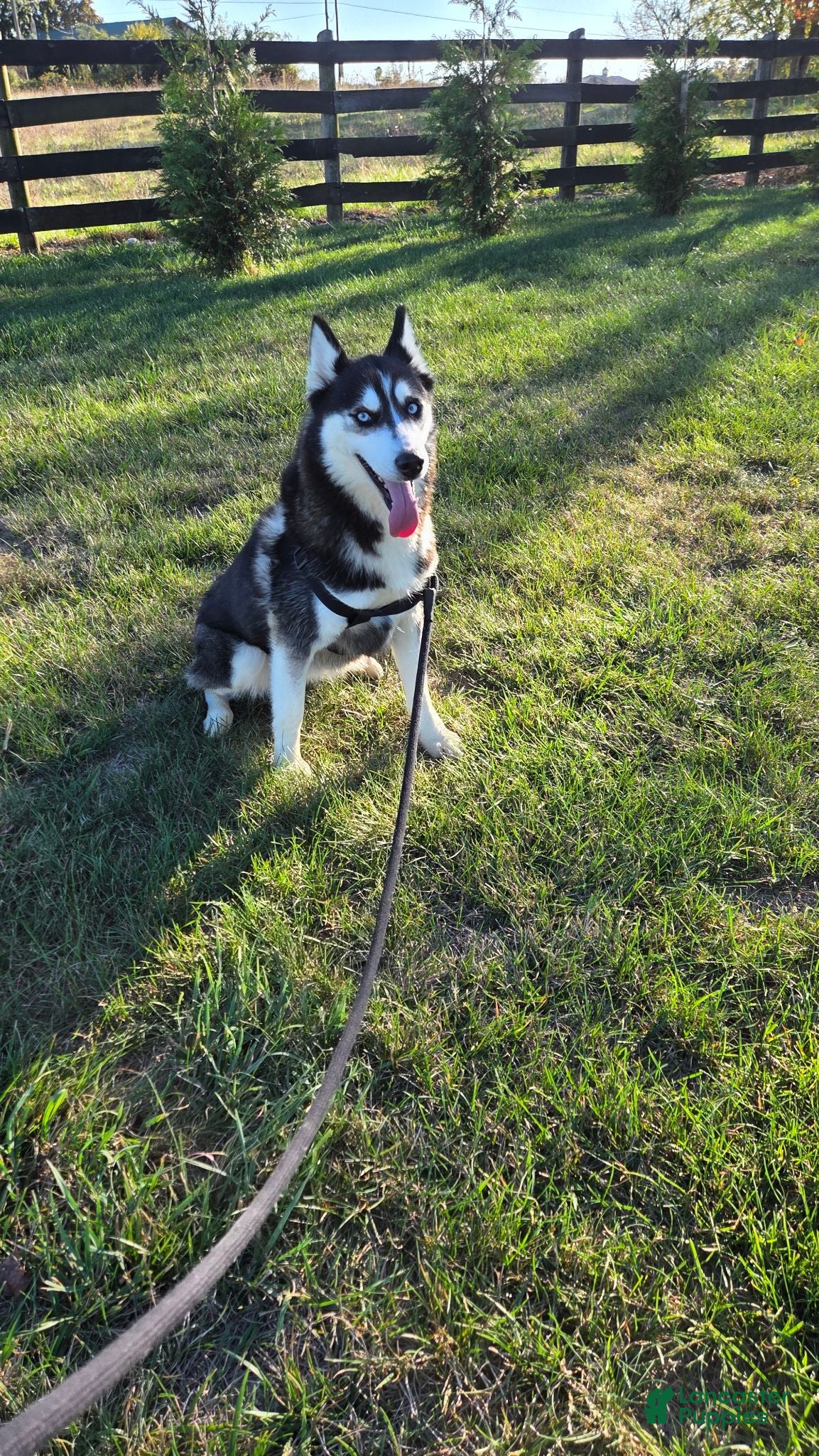 Siberian Husky dogs Finn(akaZack) - Ad 2