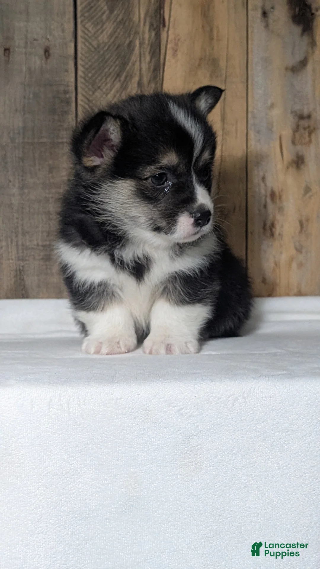 Welsh Corgi Pembroke dogs for sale: Nemo - Ad 5