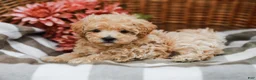 Maltipoo dogs for sale: Candy - Ad 6
