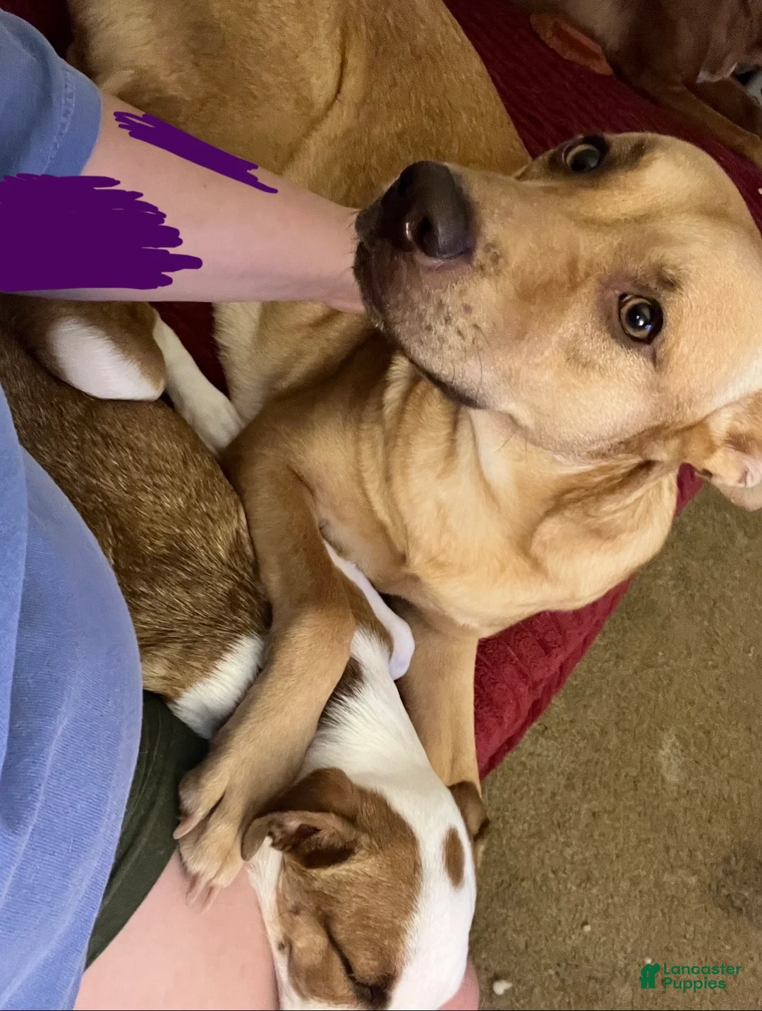 Mixed Breed dogs for sale: Ozzie  - Ad 2