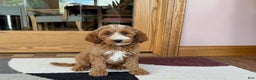 Cockapoo dogs for sale: Dolly - Ad 3