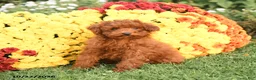 Miniature Poodle dogs for sale: Charlie - Ad 1