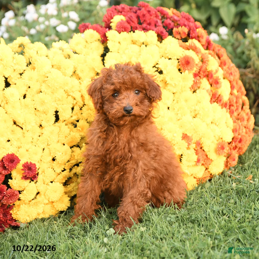 Miniature Poodle dogs for sale: Charlie - Ad 1