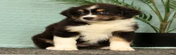 Miniature Australian Shepherd dogs for sale: Jasmine - Ad 7